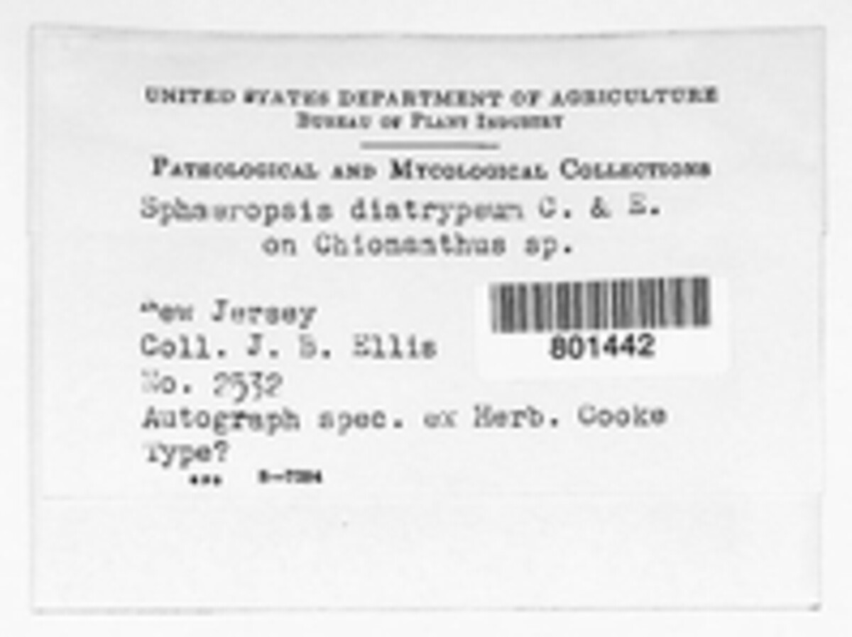 Dothiorella diatrypea image